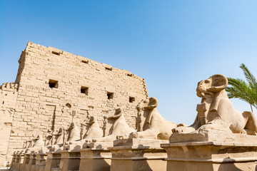 Ram statutes at the entrance to the Karnak temple, Luxor, Egypt