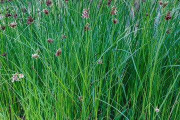 Cyperus longus. Juncia loca. Vegetación humedal.