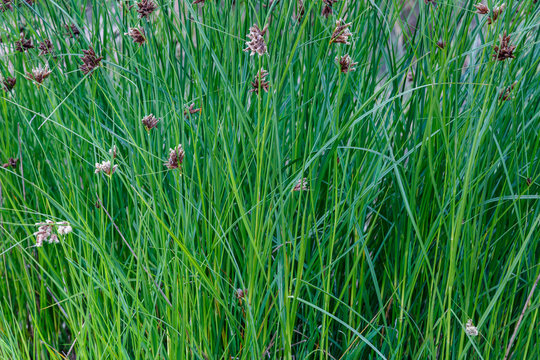 Cyperus longus. Juncia loca. Vegetaci&oacute;n humedal.