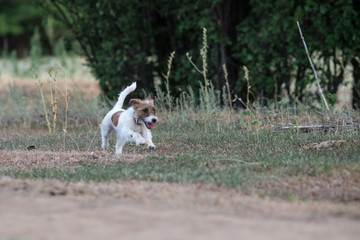 jack russell terrier dog animal