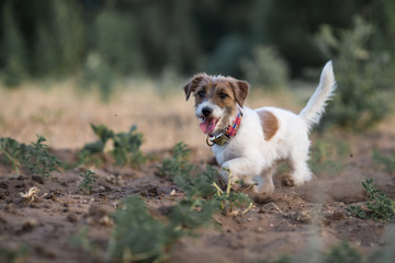 jack russell terrier dog animal