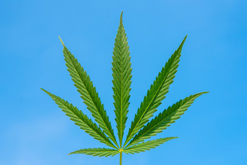 beautiful green cannabis leaf against blue sky