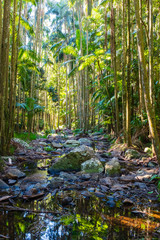 View through the rainforest at Tamborine Mountain Queensland Australia