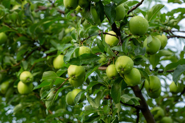 Golden apple in apple garden