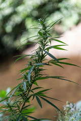 Wild agricultural hemp grows in the countryside