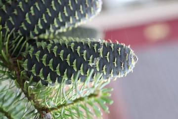 Pine apple on a tree