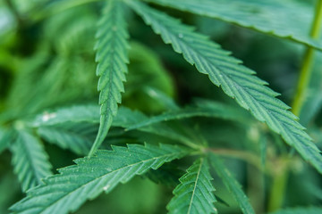 Wild agricultural hemp grows in the countryside