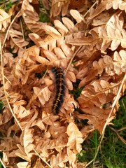 caterpillar