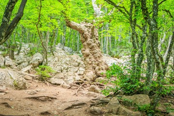 Ai-petri mountain in the fog. High mountain. Crimea. Russian mountains. Low clouds. Beautiful mountain landscape. The famous AI Petri mountain, partially covered with clouds, fog