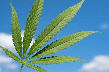 beautiful green cannabis leaf against blue sky