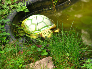 Garden sculpture in the form of a turtle in a small pond