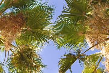 The branches of the palm trees against the blue sky