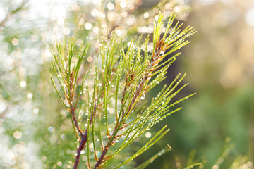 Fir branches covered with dew, illuminated by the morning sun