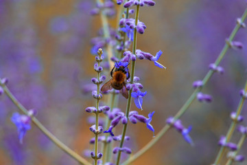 Blume mit Hummel