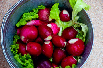vegetable culture radish