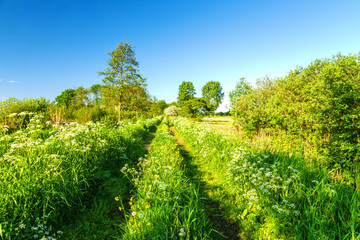 Holländische Frühling