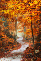 Obraz premium Traumpfad