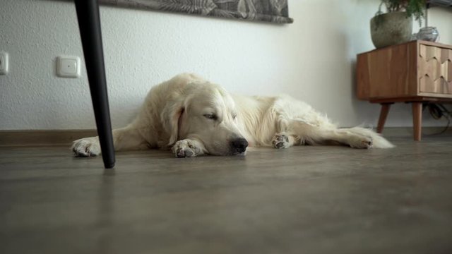 Close up of white dog laying on the ground inside with its head on its paw looking tired