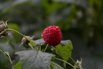 raspberries on a bush