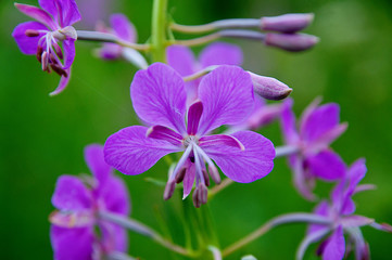 purple flowers of the field