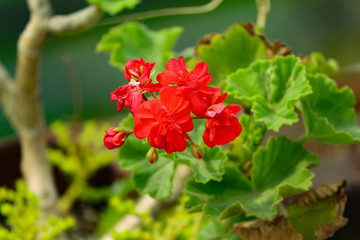 Fototapeta premium red flower in the garden