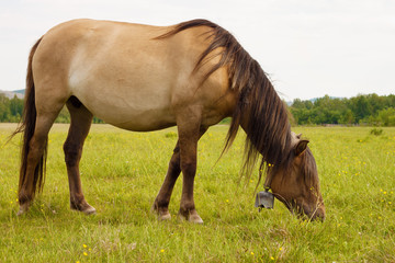 A brown horse grazes in a pasture
