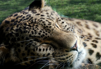 Leopardo che dorme