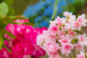 あしかがフラワーパーク　花の風景