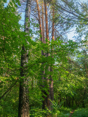Mixed forest, deciduous and coniferous on a bright summer day, bright foliage on tree crowns. High crowns of trees are directed to the blue sky.