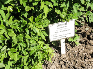 Giersch - Ist für die meisten Gartenbesitzer ein Unkraut, war früher aber als Heilkrautr geschätzt, um Rheumatismus und Gicht zu behandeln