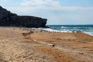 The general's beaches of the Crimean peninsula on a sleepy day with clouds on the sky, with birds, cormorants, on the shore, filmed in the season of golden autumn. Yellow-golden brown.