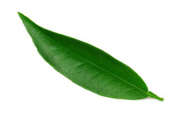 Obraz premium citrus leaves isolated on a white background.