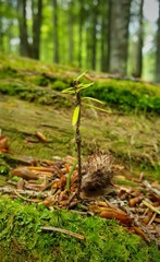 Primary forest of Styria