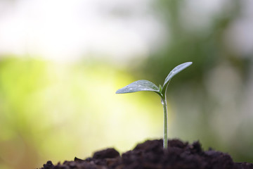 small tree sapling plants planting with dew