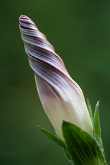 アサガオのつぼみ