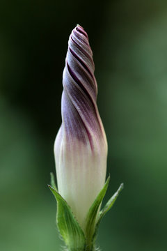1 8 件の最適な 朝顔の蕾 画像 ストック写真 ベクター Adobe Stock