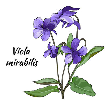 Violet flowers on a light background. Painted flowers Viola mirabilis. Viola odorata