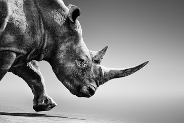 Rhino, rhinoceros close up while mobile in Kruger National Park. Fine art, Monochrome. Ceratotherium simum - obrazy, fototapety, plakaty
