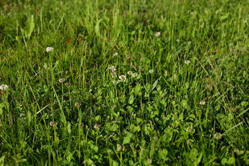 the texture of the grass with white clover