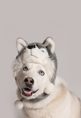 Happy siberian husky dog is in warm cap with animal ear flaps. Portrait of cute and beautiful dog in costume sitting among white background. Costume, party concept. Dog looks up