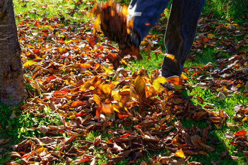A person is kicking autumn leaves towards the camera, there is movement showing