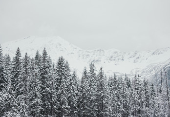 Winter white forest panorama with snow in Tatra Mountains. Panoramic beautiful winter inspirational landscape view.