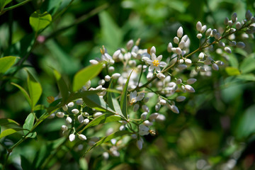 Nanten tree with beautiful little flowers