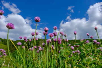 Blühender Schnittlauch vor Wolkenhimmel