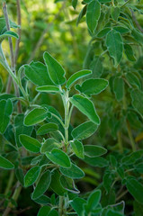 Common Sage Salvia, Herb, Spice, Medditerranean food