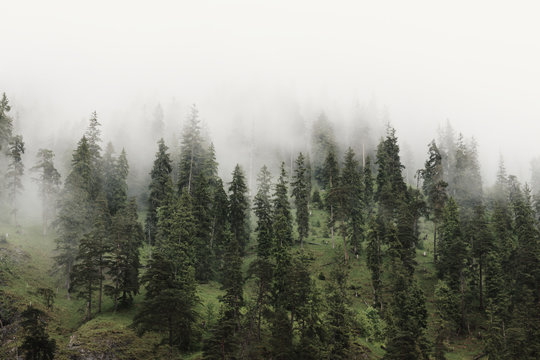 Berg und Wald im Nebel