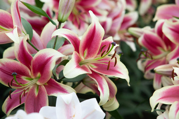 a lot of mix purple and white lily