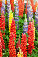 colorful of lupinus beefeater flower