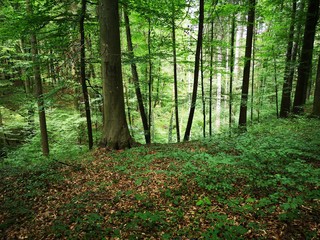 ursprüngliche Landschaft in den Alpen - Wanderung