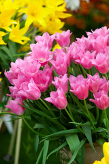 pink tulips with yellow background